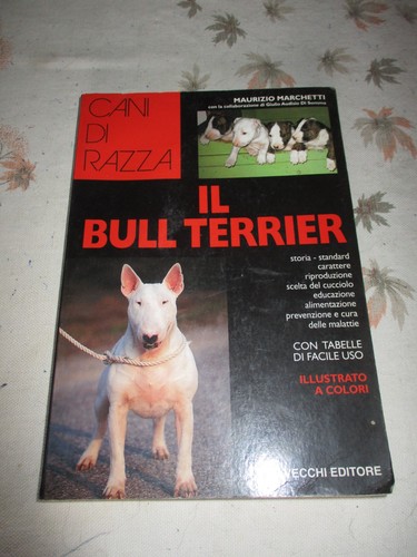 Bull terrier maurizio - terrier,