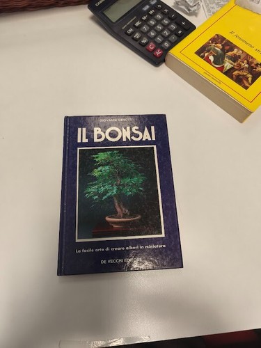 Bonsai giovanni genotti - giovanni,